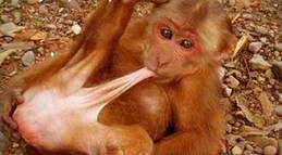 animal intercourse