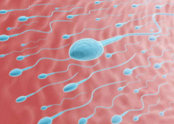 How to Improve Semen Quality and Health?