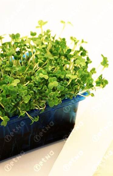 Aphrodisiacs based on plants aren’t used frequently, but why wouldn’t you try them on yourself (picture is symbolical). (jlp)