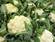 Broccoli and Cauliflower 1