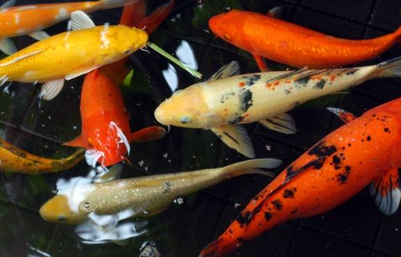 The candirú fish is parasite which swims into the penis or the vagina while you urinate, and settles there.
