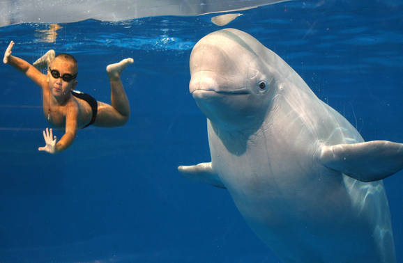 Shiofuki. Don't forget that the Japanese still hunt these wonderful animals. (jlp)