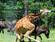 animal intercourse