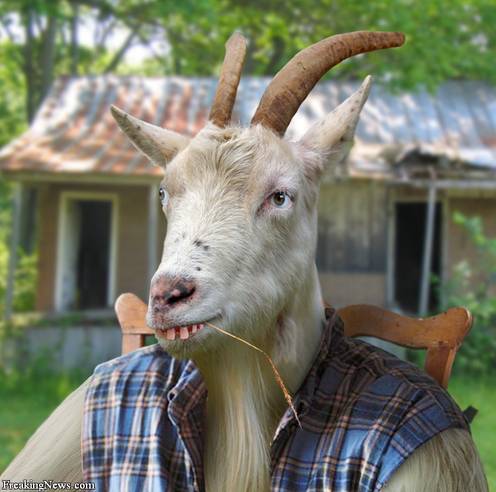 people animals