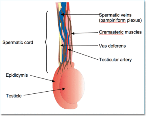 (http://www.smithinstituteforurology.com/images/patient_pelvic_testicularpain_img_1.gif)