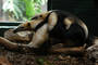 An Austalian type of anteater has a penis with four heads! Only two can enter the female simultaneously. (jlp)