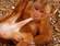 animal intercourse