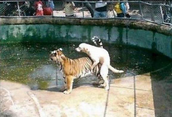 animal intercourse