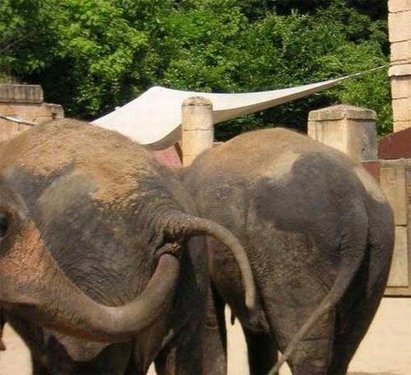 animal intercourse