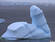 The picture of ice “dick” was taken by photographer Andy Rouse.