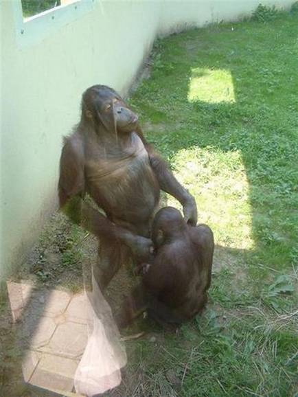 animal intercourse