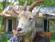 people animals