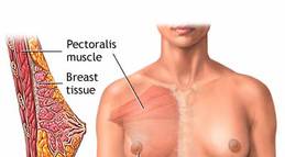 breast development