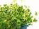 Aphrodisiacs based on plants aren’t used frequently, but why wouldn’t you try them on yourself (picture is symbolical). (jlp)