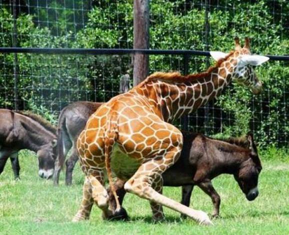 animal intercourse